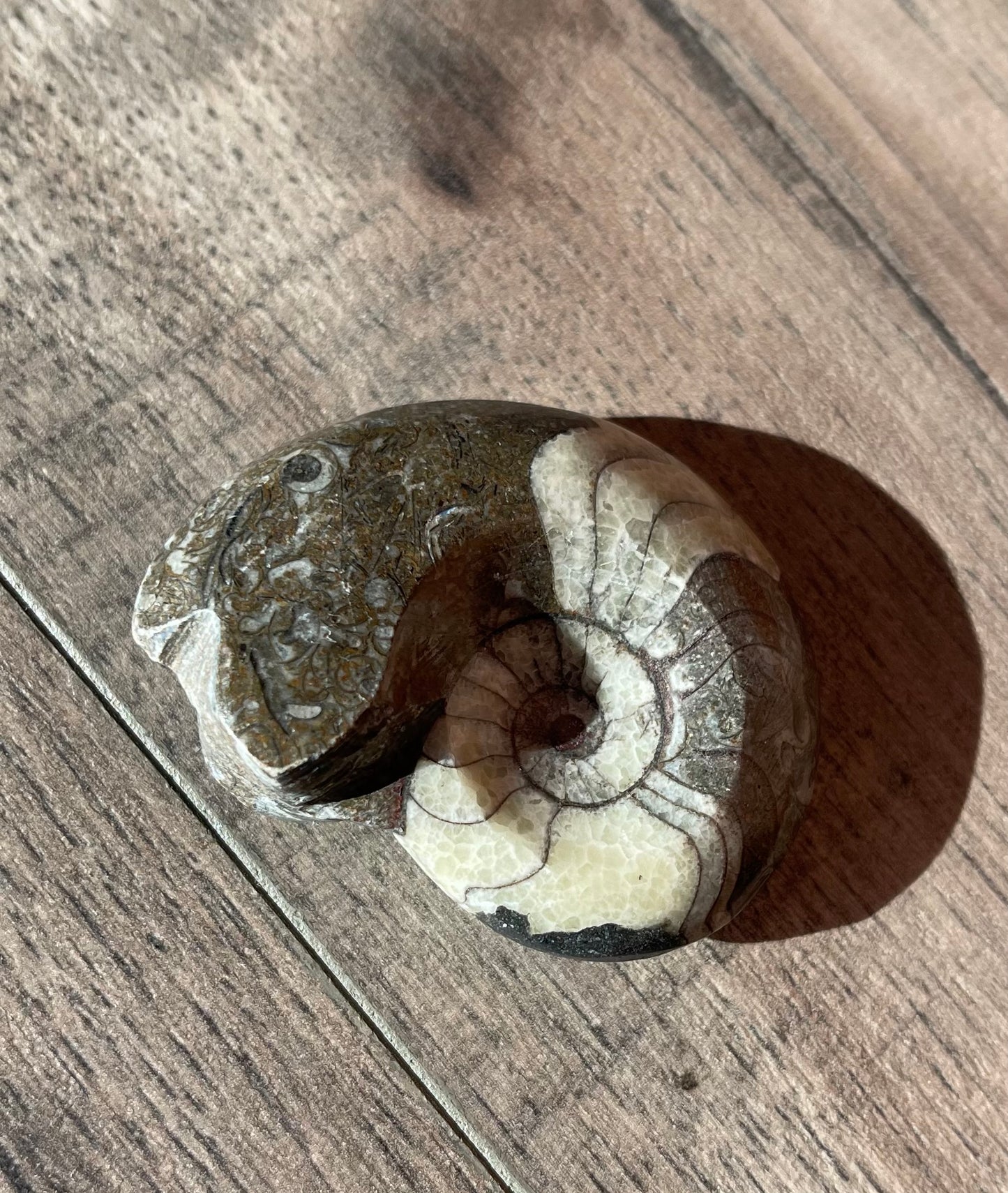 Ammonite