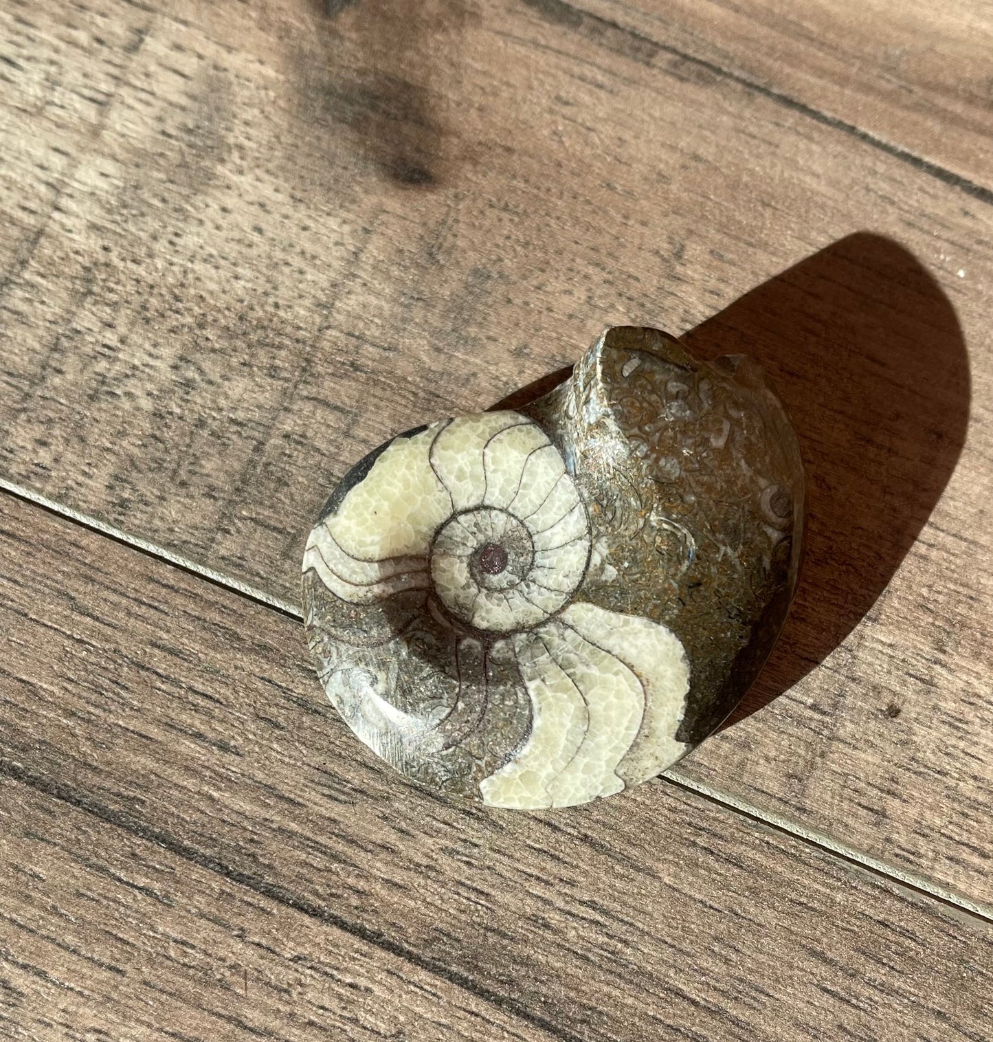 Ammonite