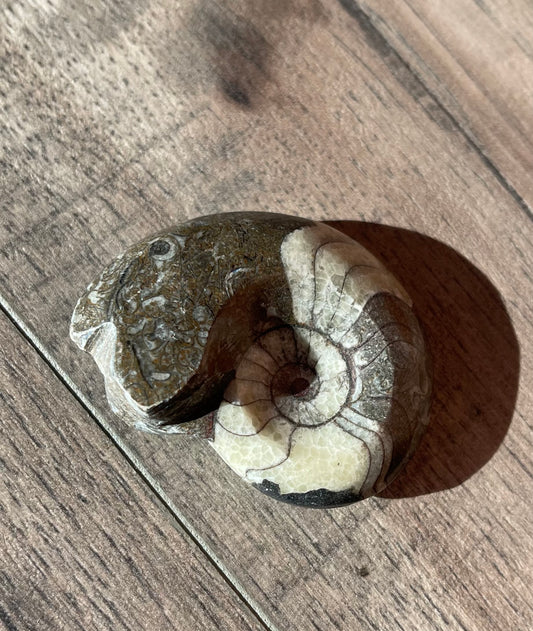 Ammonite